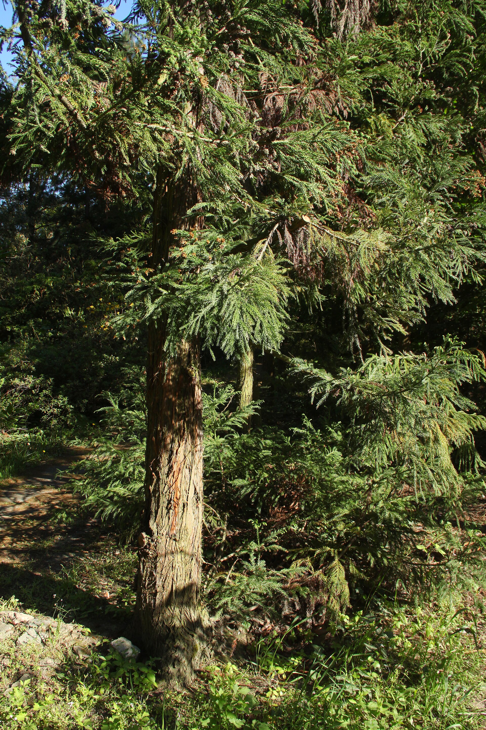Cryptomeria japonica trunk